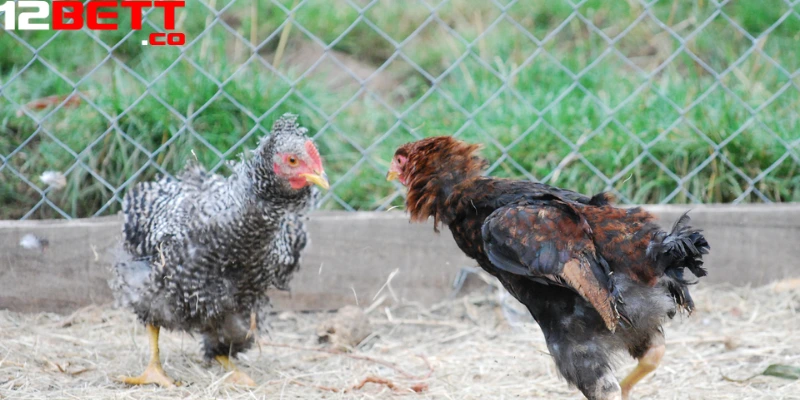 12Bet tự hào là nhà cung cấp đa dạng các trận đấu Thomo hay nhất 12Bet tự hào là nhà cung cấp đa dạng các trận đấu Thomo hay nhất