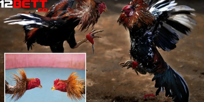 Bạn có thể theo dõi các trận đá gà trực tiếp bất cứ lúc nào tại 12Bet Bạn có thể theo dõi các trận đá gà trực tiếp bất cứ lúc nào tại 12Bet