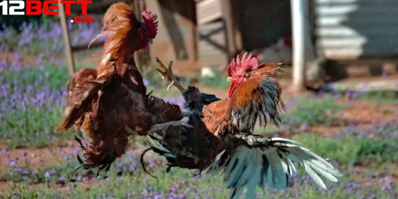 Mỗi trận đá gà Thomo hôm nay thường sẽ diễn ra nhanh chóng Mỗi trận đá gà Thomo hôm nay thường sẽ diễn ra nhanh chóng