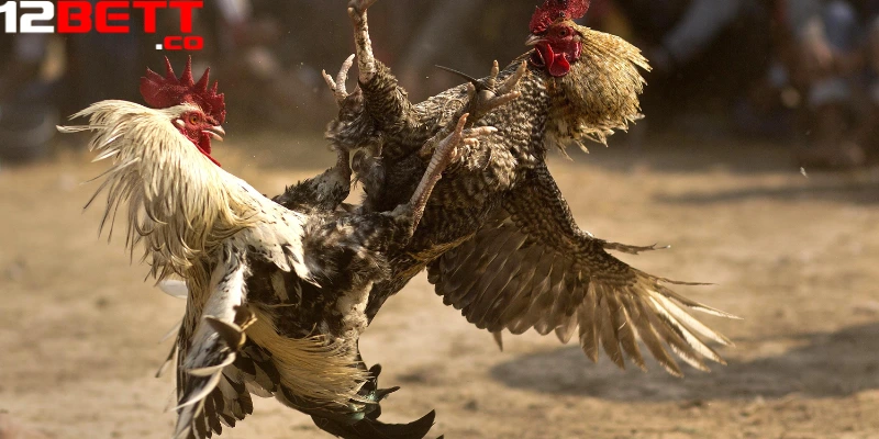 Thành viên 12Bet được thưởng thức trận đấu đá gà trực tiếp hôm nay hấp dẫn Thành viên 12Bet được thưởng thức trận đấu đá gà trực tiếp hôm nay hấp dẫn