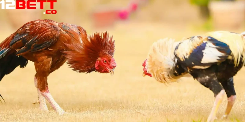 xem đá gà trực tiếp hôm nay tại 12Bet xem đá gà trực tiếp hôm nay tại 12Bet
