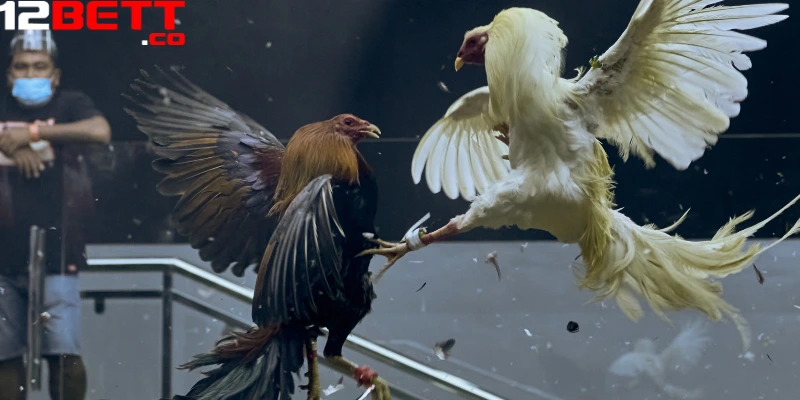 Trận đấu trực tiếp đá gà Campuchia với những pha tung đòn dồn dập Trận đấu trực tiếp đá gà Campuchia với những pha tung đòn dồn dập