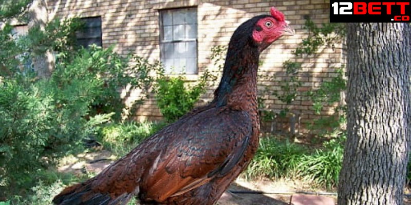 Cách chọn gà mái chọi làm giống theo hình dáng Cách chọn gà mái chọi làm giống theo hình dáng