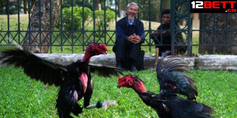 Các lối đá gà chọi có ý nghĩa gì? Các lối đá gà chọi có ý nghĩa gì?