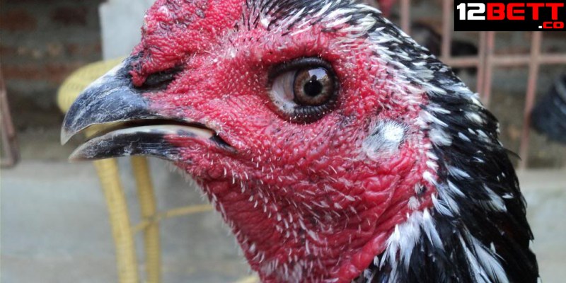 Cách chọn gà mái chọi qua dáng mỏ Cách chọn gà mái chọi qua dáng mỏ