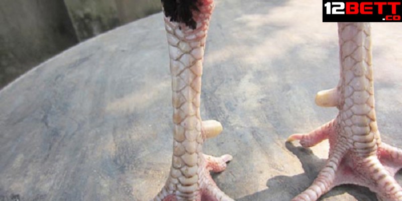 Quan sát phần bàn chân gà chọi Quan sát phần bàn chân gà chọi