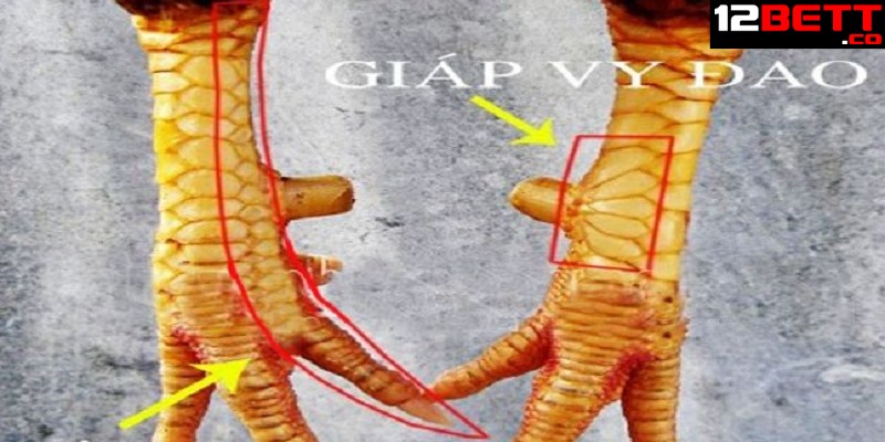 Tại sao phải xem tướng chân gà chọi đẹp? Tại sao phải xem tướng chân gà chọi đẹp?